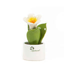 Pianta Natura Mignon  Gli Alberelli