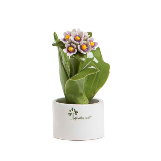 Pianta Natura Mignon  Gli Alberelli