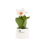 Pianta Natura Mignon  Gli Alberelli