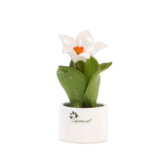 Pianta Natura Mignon  Gli Alberelli