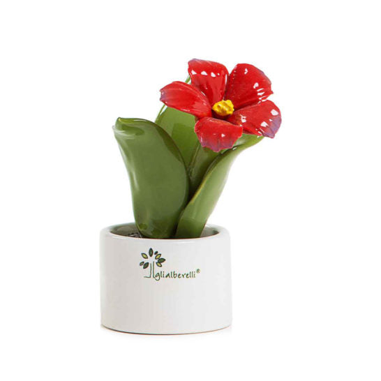 Pianta Natura Mignon  Gli Alberelli