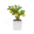 LA FANTASIA IN BONSAI – Pianta Bonsai Limone Gli Alberelli