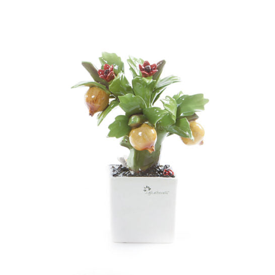 LA FANTASIA IN BONSAI – Pianta Bonsai Melograno Gli Alberelli