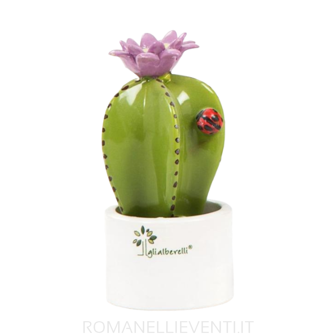 Pianta grassa colorata mignon: Ancistrocactus