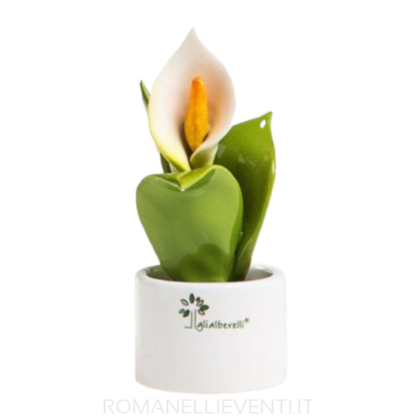 Pianta natura mignon Calla