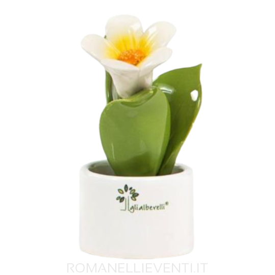 Pianta Natura mignon: Campanula