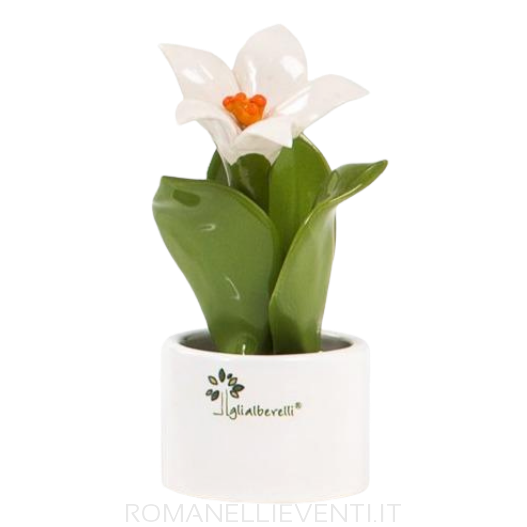 Pianta Natura mignon: Giglio