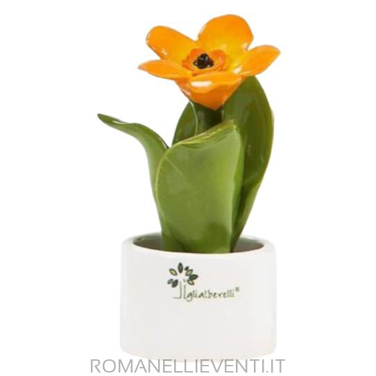 Pianta natura mignon Fiore A.